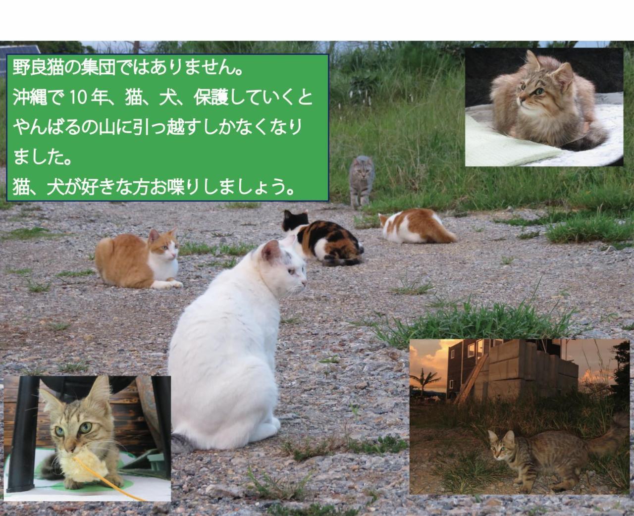 Okinawa Freedom Villa Nakijin Ngoại thất bức ảnh