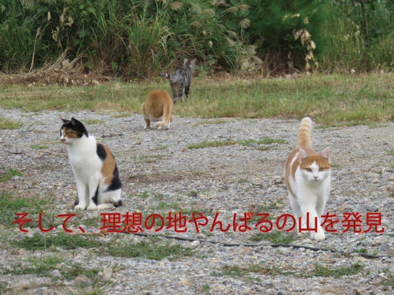 Okinawa Freedom Villa Nakijin Ngoại thất bức ảnh